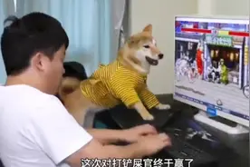 柴犬哆哆脾气暴躁爱打游戏，一气之下怒砸键盘给被粉丝做成表情包视频封面