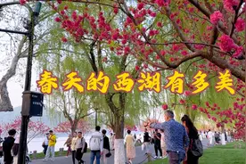 杭州西湖进入最浪漫唯美的季节，白堤上一株杨柳一株桃实在太美了视频封面