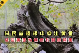 天降大礼！村民从树根中烧出黄金，这些黄金为何会长到树根里？视频封面