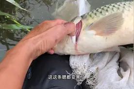河边捡死鱼卖给快餐店3元一斤，死了7天鱼鳃都变白，反正不是我吃视频封面