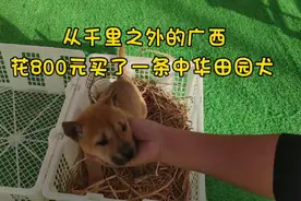花800元，从千里之外的广西买了一条中华田园犬视频封面