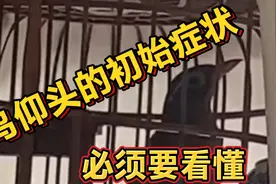 注意了，鸟开始有这种症状百分百要仰头了，特别是新手选鸟要注意