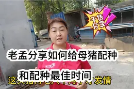 300斤母猪终于发情，快看老孟怎么给母猪配种并分享配种最佳时间视频封面