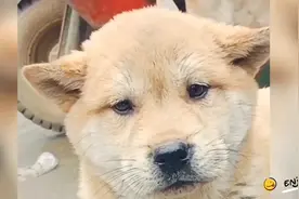 挑选能看家护院的土狗主要看六点视频封面