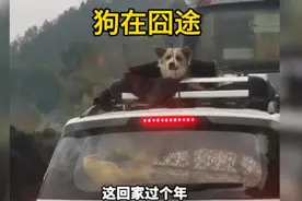 临近春节了，狗狗也跟着主人回家了视频封面