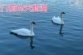 天鹅伉俪白天独享格林水塘，加拿大鹅早出晚归出外觅食视频封面