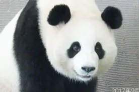 大熊猫不开心 了，心情有一点暴躁