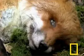 蛆虫治疗