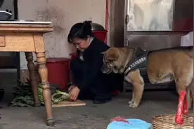 这个小狗真可爱，聪明又能干，本人真想养一只。视频封面