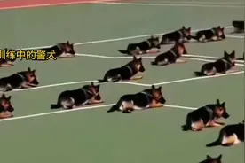 太震撼了！警犬服从性训练，每一只都是英雄，比人还聪明视频封面