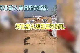 河北新人麦田婚礼惊艳全场，诡异画风引发热议视频封面