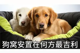 17000后，狗窝安置在何方最吉利？