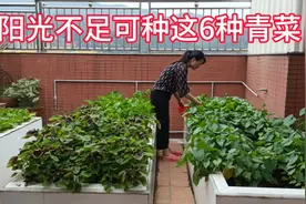 小菜园阳光不足，种什么菜好？这6种菜最适合阴凉处生长视频封面