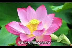 荷花的作用和功能。视频封面