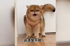 元宝:真是小气包！