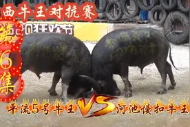 耐力功夫牛王巅峰对决，激烈震撼刺激牛王万元大奖赛，精彩不断视频封面