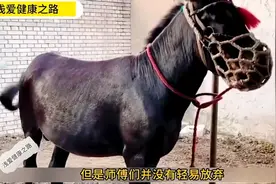 驴和马的包办婚姻视频封面