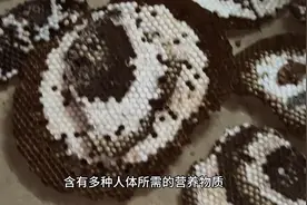 蜂蛹有哪些营养价值呢视频封面