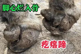 双蹄卷成肉疙瘩，蹄背着地蹄腕肿大蹄心烂，双刀齐下除根终于解脱视频封面
