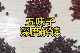 五味子 解读系列: 一个视频让你全面了解五味子视频封面