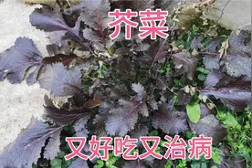 农村到处都能见到的一种植物——芥菜，又好吃又治病