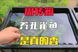 没有鱼缸不要紧，一个周转箱就能养好孔雀鱼视频封面