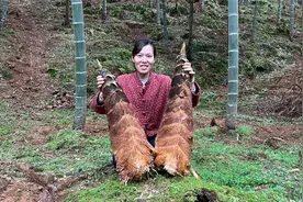 竹荪地里的笋又大又肥，一挖一大车，可惜暴雨来袭只好提前收工视频封面