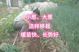 不管移栽小葱还是大葱，把这几点做好了，缓苗快长势好视频封面