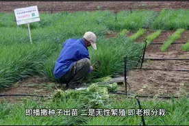 韭菜老根翻栽正当时，错过时间等明春视频封面