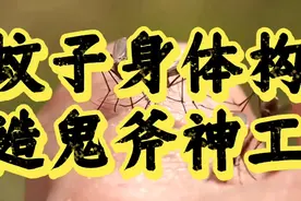 蚊子看似虽小，但五脏俱全，内部结构鬼斧神工？