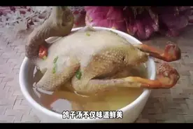 鸽子汤的功效