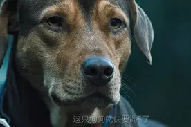 聪明的狗狗历尽艰辛寻找自己的家人视频封面