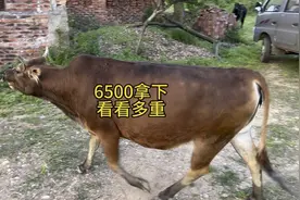 小伙花6500元买来一头五年土黄牛，感觉有500多斤，一上称懵了。视频封面