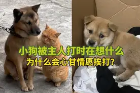 小狗被主人打时在想什么，为什么会心甘情愿挨打？#萌宠出道计划视频封面