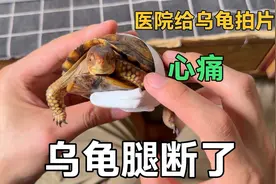 一条腿骨折的乌龟，奋力爬向主人心疼流泪，送医院拍片治疗看结果视频封面