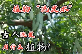 古人“洗发水”大盘点，看看古人都用什么植物洗发？视频封面