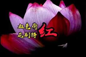 血色荷花别样红视频封面