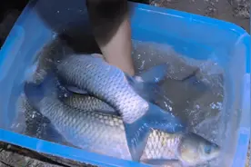 用100斤小麦打窝钓鱼，看看这效果怎么样视频封面