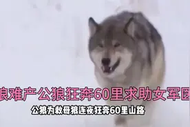 内蒙古野狼难产，公狼狂奔60里山路找女军医求助，结果让人惊喜视频封面