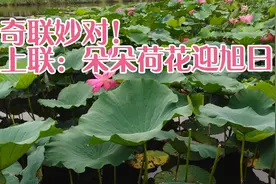 奇联妙对！上联：朵朵荷花迎旭日；下联：诗友请赐联？？？视频封面