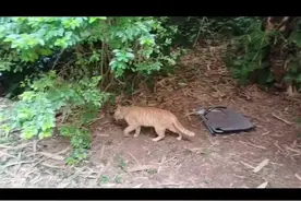 大学校园的橘猫，喵喵喵(｡･ω･｡)ﾉ♡