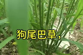 常见的狗尾巴草你了解多少视频封面