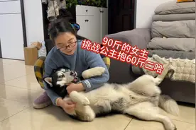 90斤女主挑战公主抱60斤二哈，大型翻车现场笑得人肚疼！太扎心了