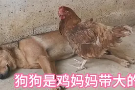 狗狗长大以后搞食物给鸡妈妈吃，狗狗还是一条非常孝顺母亲的狗子
