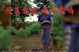 坟墓出现蛇，是好事还是坏事?视频封面