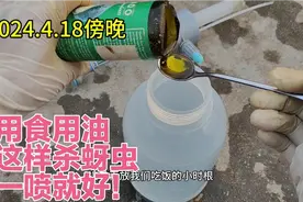 楼顶种菜：用食用油这样杀蚜虫，一喷就好！视频封面