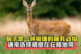 狍子是一种敏捷的哺乳动物，通常选择栖息在丘陵地带视频封面