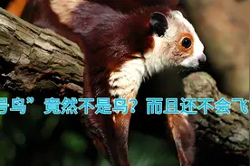 被名字带偏的“寒号鸟”，竟然不是鸟？甚至都不会飞？视频封面