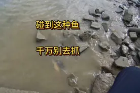 野外钓鱼，遇到这种鱼千万别下去抓视频封面