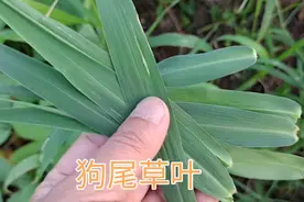 “狗尾草叶”居然能泡水喝，关键是泡水喝的方法，快来了解收藏吧视频封面